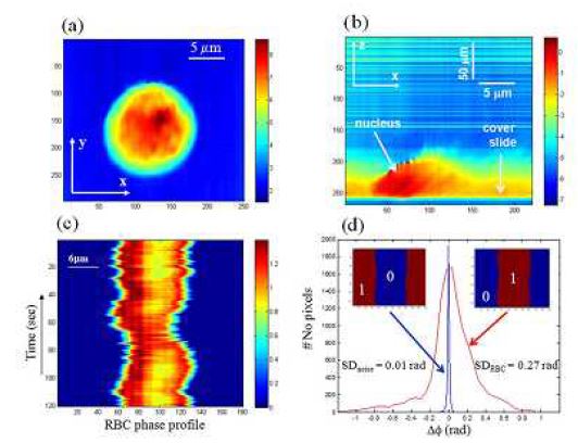 Confocal diffraction phase microscope