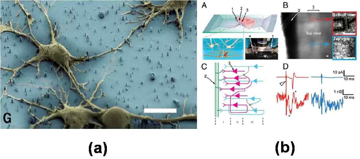 (a) top down으로 만든 나노선과 해마신경세포 (b) 1차원 나노선 소자를 통한 brain slice mapping