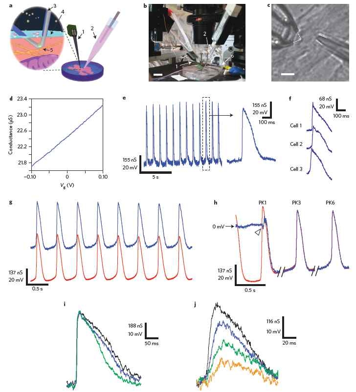 하버드 리버 그룹의 나노선 기반 신경 신호 검출 (Nature nanotech. 2013)