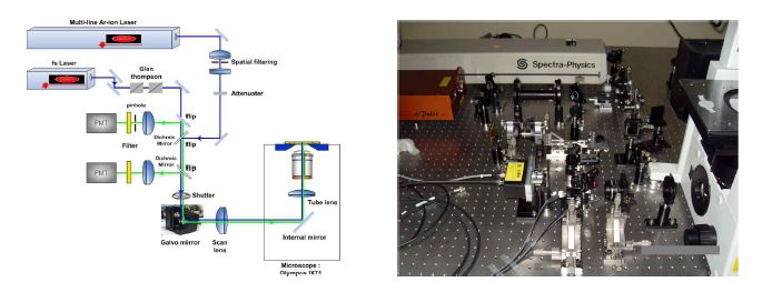 단광자 공초점과 이광자 현미경을 결합한 장치 개략도