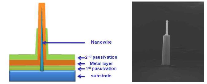 나노선 전극 모식도(좌)와 선단이 노출된 나노선 전극 고배율 SEM(우)