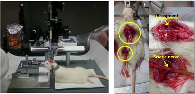 in-vivo signal acquisition을 위한 rat brain 및 sciatic nerve 에서의 전임상실험