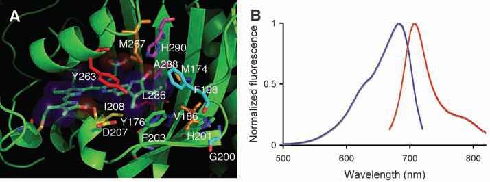 SCIENCE, 8 MAY 2009 VOL 324 / “Mammalian Expression of Infrared Fluorescent Proteins Engineered from a Bacterial Phytochrome”