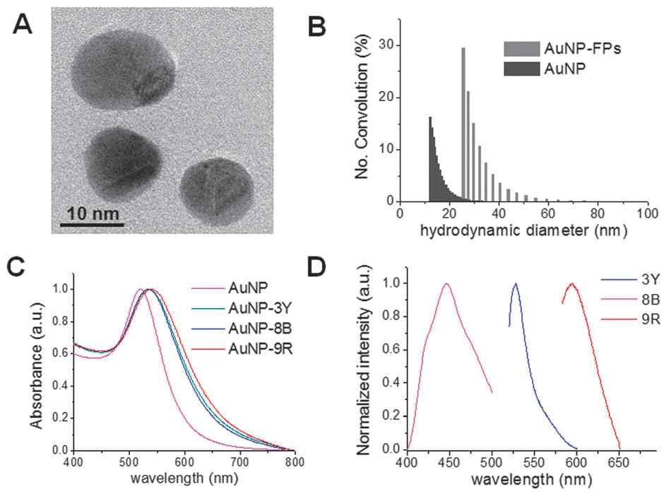 금나노입자와 형광단백질의 특성 분석. A) TEM images of AuNP, B) DLS spectra of AuNP and AuNP-FPs, C) UV/Visible absorption spectra of AuNP and AuNP-FPs, and D) Fluorescence spectra of three different FPs.