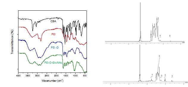 FT-IR (a), NMR (b) 을 통한 PEI-D-GlcNAc-ICG의 합성 확인 및 TEM, DLS를 통한 siRNA와의 결합 후 morphology와 사이즈 확인