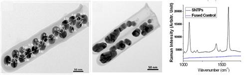 SERS 기반 in-vitro pH sensor 유효성 검증: MBA를 SERS probe로 이용한 pH sensor 유효성 확인