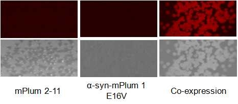 E. coli colony에서 자기 결합 형광 확인