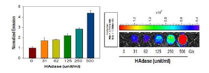 효소 (HAdase) 처리에 의한 형광 광도의 변화