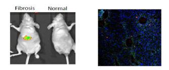 in-vivo에서의 PEI-D-GlcNAc-ICG의 이미지 와 간 조직 절편 이미지 ( red: ICG, green: desmin, blue: nuclei)