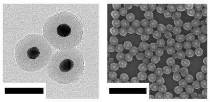 TEM (Scale bar= 100 nm) (좌) 와 SEM (Scale bar= 500 nm) images of Au@PS NPs (우)