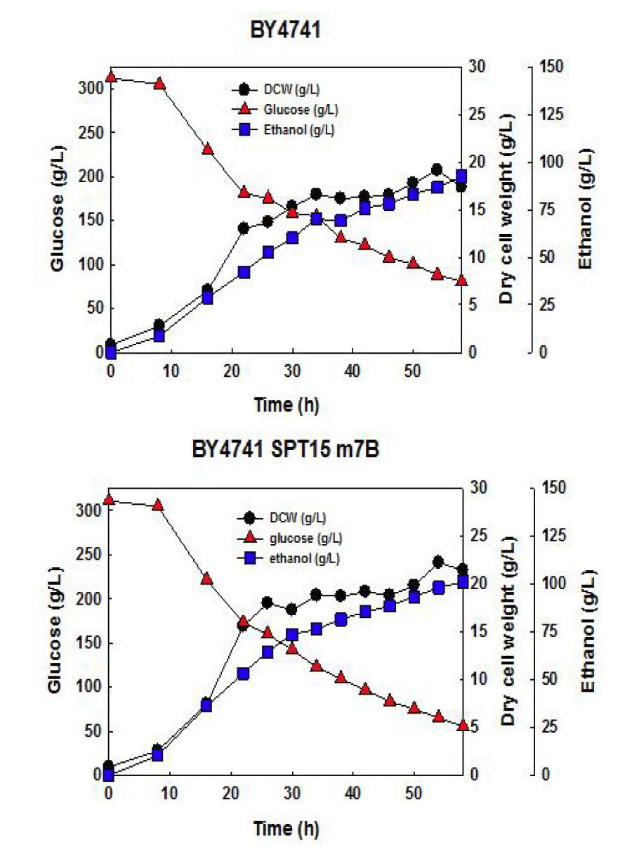 gTME 시스템이 도입된 SPT15 m7B 재조합 효모를 이용한 발효기 배양: YPD300 배지 및 산소제한조건 이용