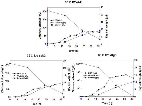 야생균주 S. cerevisiae BY4741, 재조합 효모 S. cerevisiae BY4741△ ssk2, BY4741△dfg5 균주를 이용한 35oC, YPD200에서의 회분식 배양