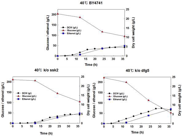 야생균주 S. cerevisiae BY4741, 재조합 효모 S. cerevisiae BY4741△ ssk2, BY4741△dfg5 균주를 이용한 40oC, YPD200에서의 회분식 배양