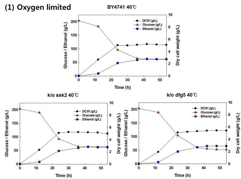 산소제한조건에서 야생균주 S. cerevisiae BY4741, 재조합 효모 S. cerevisiae BY4741△ssk2, BY4741△dfg5 균주를 이용한 40oC, YPD200에서의 회분식 배양