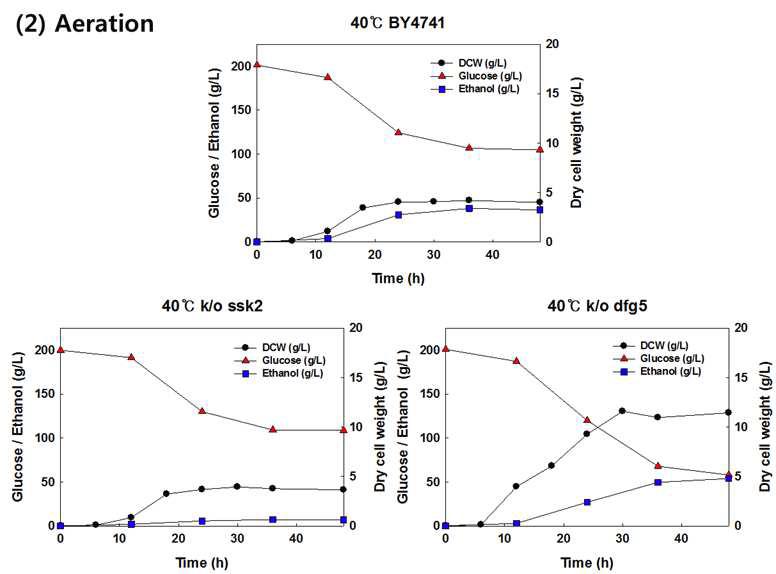 호기조건에서 야생균주 S. cerevisiae BY4741, 재조합 효모 S. cerevisiae BY4741△ssk2, BY4741△dfg5 균주를 이용한 40oC, YPD200에서의 회분식 배양