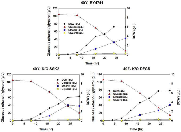 야생균주 S. cerevisiae BY4741, 재조합 효모 S. cerevisiae BY4741△ ssk2, BY4741△dfg5 균주를 이용한 40oC, YNBD100에서의 회분식 배양