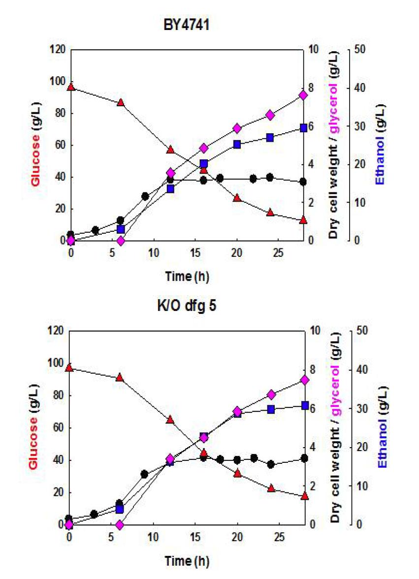 야생균주 S. cerevisiae BY4741, 재조합 효모 S. cerevisiae BY4741△ ssk2, BY4741△dfg5 균주를 이용한 0.1vvm, 40oC, 1L YNBD100에서의 발효기 회분식 배양