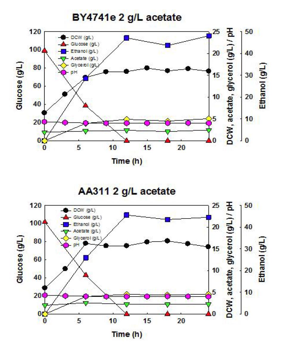 야생균주 S. cerevisiae BY4741, 재조합 효모 S. cerevisiae AA311균주를 이용한 2 g/L 아세트산, 30oC, YPD100에서의 회분식 배양