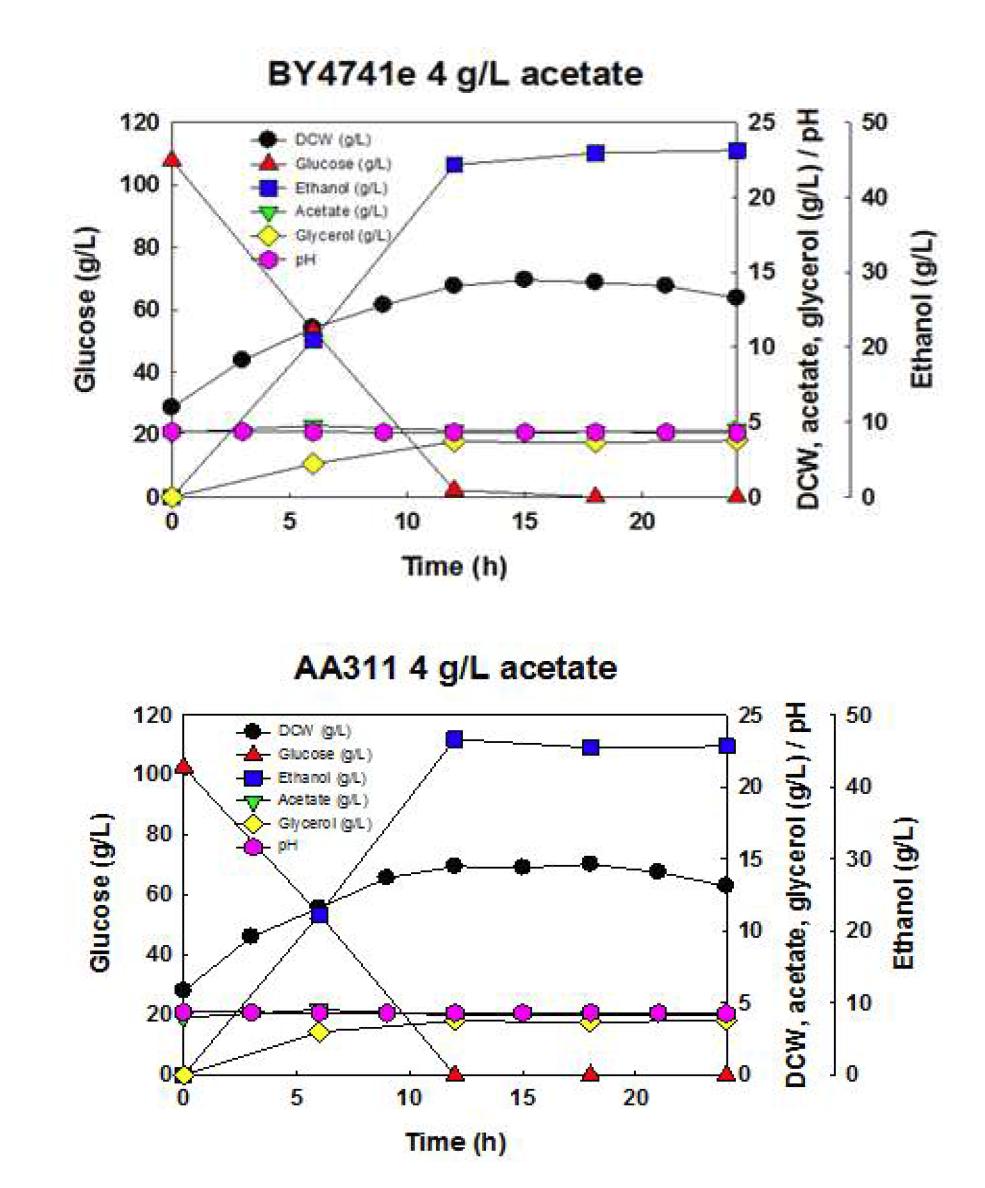 야생균주 S. cerevisiae BY4741, 재조합 효모 S. cerevisiae AA311균주를 이용한 4 g/L 아세트산, 30oC, YPD100에서의 회분식 배양