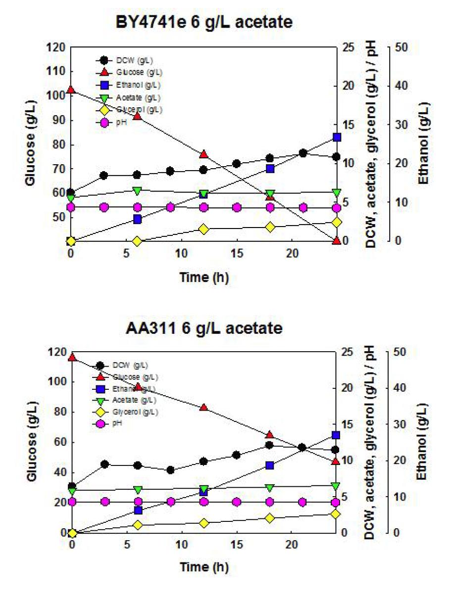 야생균주 S. cerevisiae BY4741, 재조합 효모 S. cerevisiae AA311균주를 이용한 6 g/L 아세트산, 30oC, YPD100에서의 회분식 배양