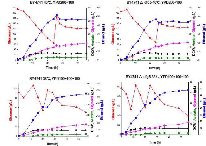 야생균주 S. cerevisiae BY4741, 재조합 효모 BY4741△dfg5 균주를 이용한 38, 40oC, YPD200, Lab-scale 에서의 회분식 배양