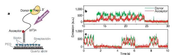 Single-molecule FRET으로 관찰한 Rep helicase와 DNA의 상호작용