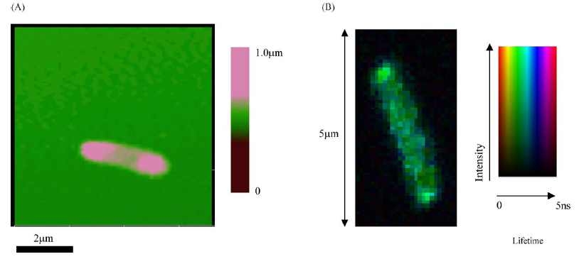 Shewanella oneidensis MR-1 세포의 AFM (A) 및 형광(B) 이미지 (H. P. Lu et al., Colloids Surf. B: Biointerfaces 34, 205 (2004)]