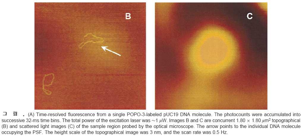 Time-resolved fluorescence와 AFM의 융합시스템을 이용하여 측정한 pUC19 DNA의 이미지 (L. A. Kolodny et al., Anal. Chem. 73, 1959 (2001))