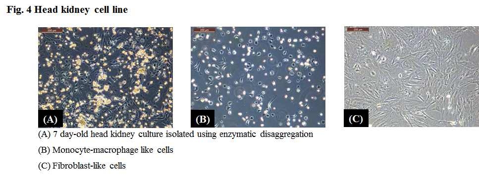 Head kidney cell line