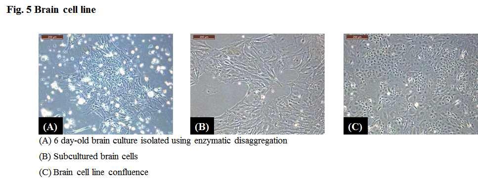 Brain cell line