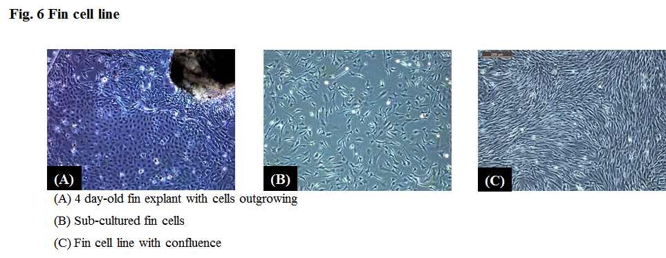 Fine cell line