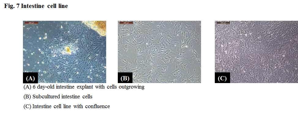 Intestine cell line