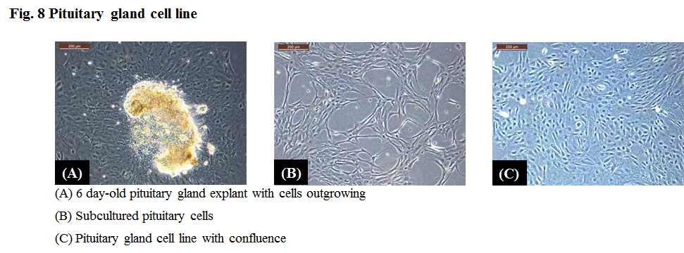 Pituitary gland cell line