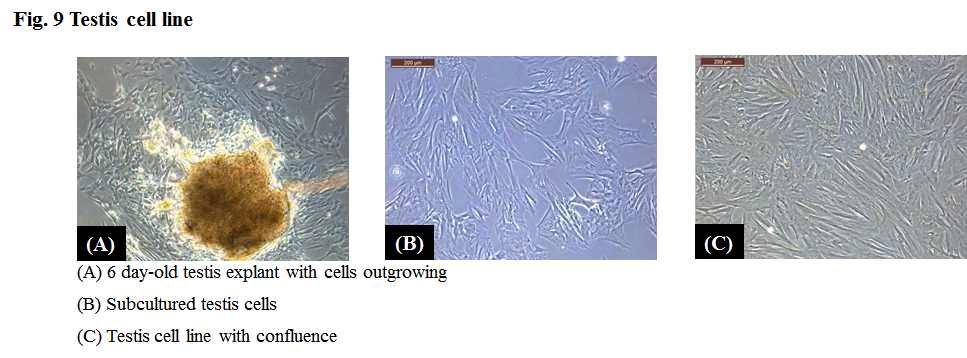 Testis cell line