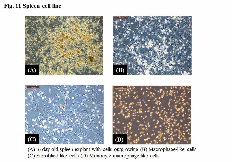 Spleen cell line