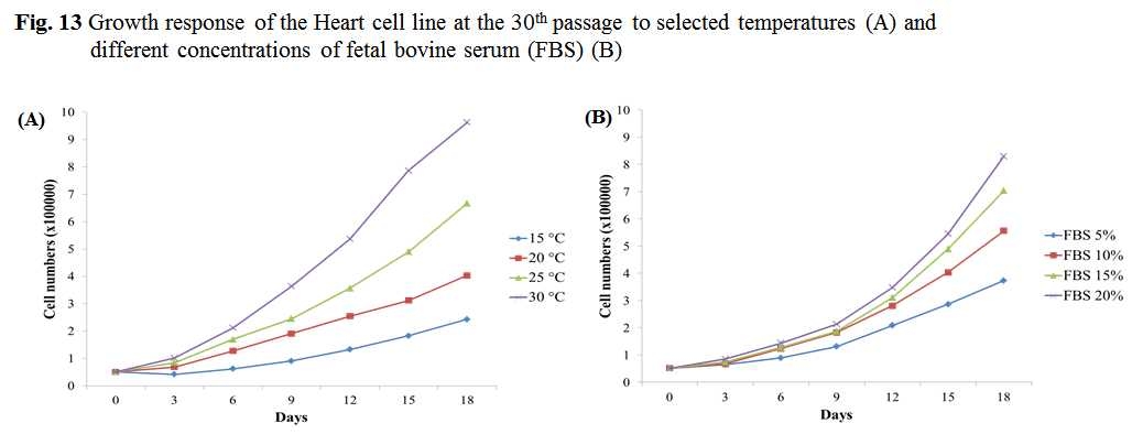 Growth response of the Heart cell line at the 30th passage to selected temeratures (A) and different concentrations of fetal bovine serum (FBS) (B)