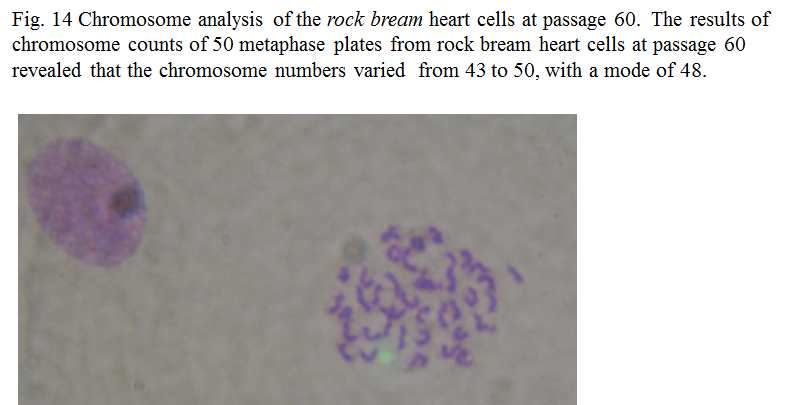 Chromosome analysis of the rock bream heart cells at passage 60.