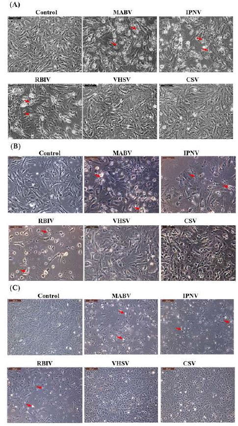 Viral susceptibilities of rock bream heart (A), liver (B), stomach (C), intestine (D), brain (E), fin (F) and testis (G) cell lines. CPE is indicated by arrows