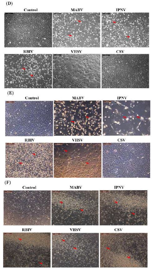 Viral susceptibilities of rock bream heart (A), liver (B), stomach (C), intestine (D), brain (E), fin (F) and testis (G) cell lines. CPE is indicated by arrows