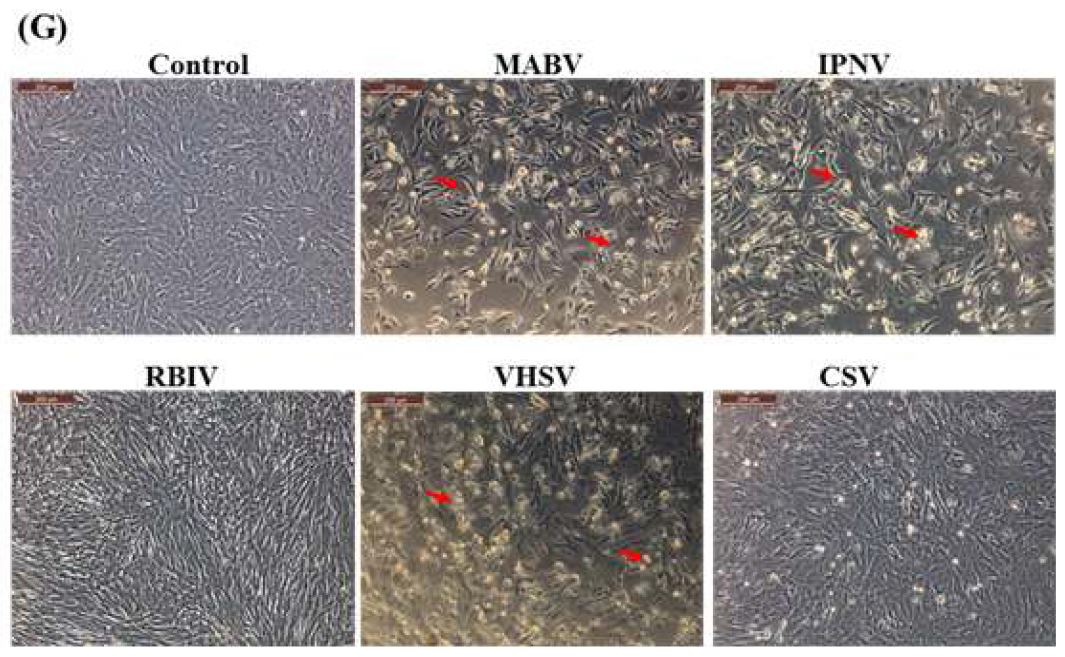 Viral susceptibilities of rock bream heart (A), liver (B), stomach (C), intestine (D), brain (E), fin (F) and testis (G) cell lines. CPE is indicated by arrows