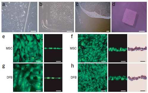 그림 7. 중간엽줄기세포(MSC), 섬유아세포(DFB)의 세포시트형태