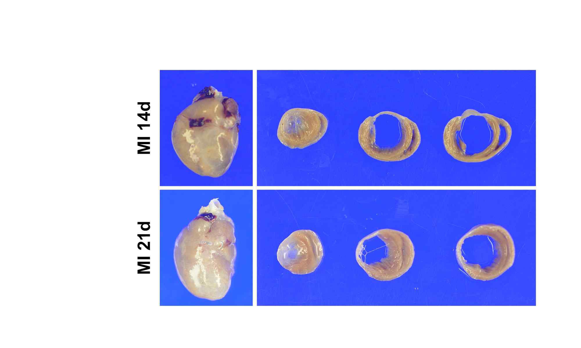 그림 12. 랫트의 심근경색 유도 후 14, 21일째 심장 및 심장단면도