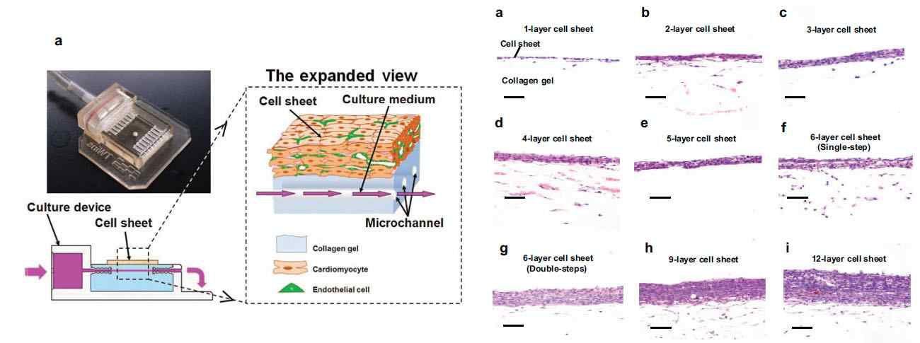 그림 14. 의공학적 기기를 이용한 세포시트형 세포이식체내 세포배양액 순환 및 다층형 세포시트형 조직 사진