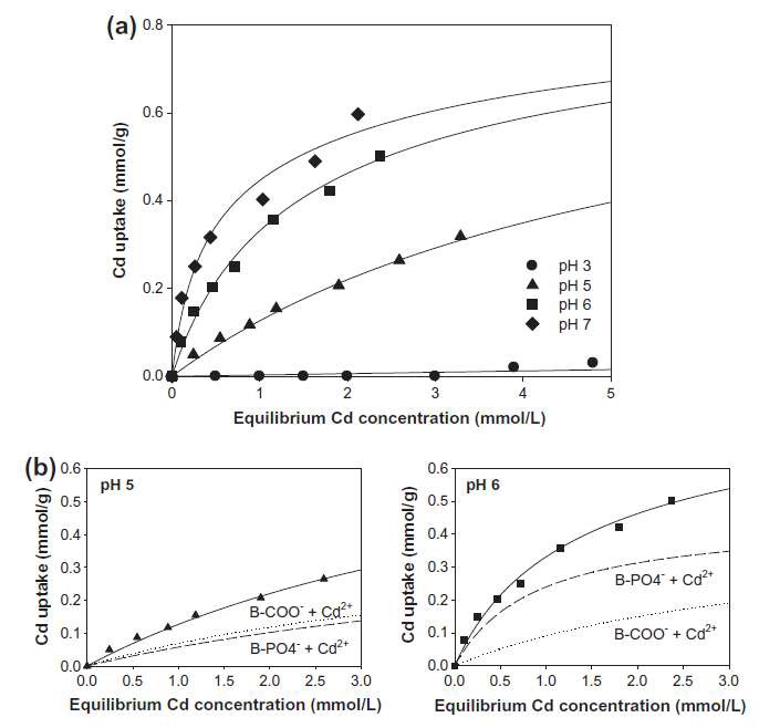 Fig. 4. (a) Cd biosorption isotherm at different pH values. The lines were described by the complexation/complexation model. (b) Calculated Cd distributions for carboxyl (dotted line) and phosphonate (dashed line) groups at pH 5 and 6. The sum of the two contributions (solid line) represents the total sorbed Cd curve