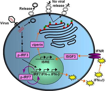 그림 2. Viperin의 항바이러스 기능
