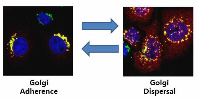그림 3. 골지체의 역동적인 모양 변화
