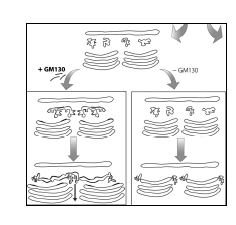 그림 4. Biogenesis of Golgi ribbon