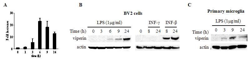 그림 5. LPS 처리에 의해 유도되는 viperin의 mRNA와 단백질 분