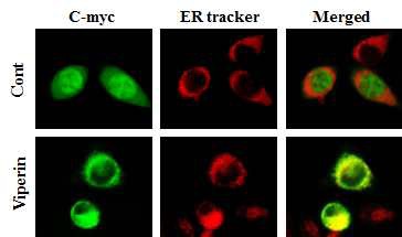 그림 8. BV2 세포주에 overexpression vector를 이용하여 C-myc tagged viperin의 형질을 주입시킨 후 C-myc 항체 (초록색)와 소포체를 염색할 수 있는 ER tracker (붉은색)를 이용하여 형광 염색을 수행하였다