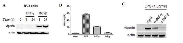 그림 11. BV2 세포에 INF-γ (type II)와 INF-β (type I)를 각각 처리하여 viperin의 발현을 western blotting을 수행하여 확인하였다